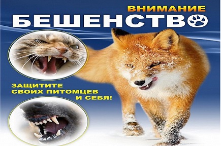 Профилактика бешенства